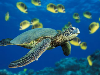 Hawaiian Green Sea Turtle with reef fish