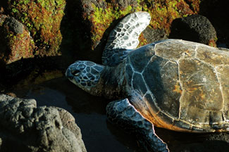 Black sand beach, Punaluu, Big Island