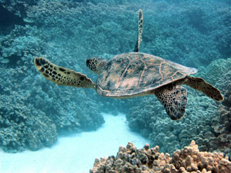 Green Sea Turtle in Honaunau, Big Island