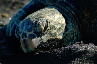 Black Sand Beach, Punaluu, Hawaii